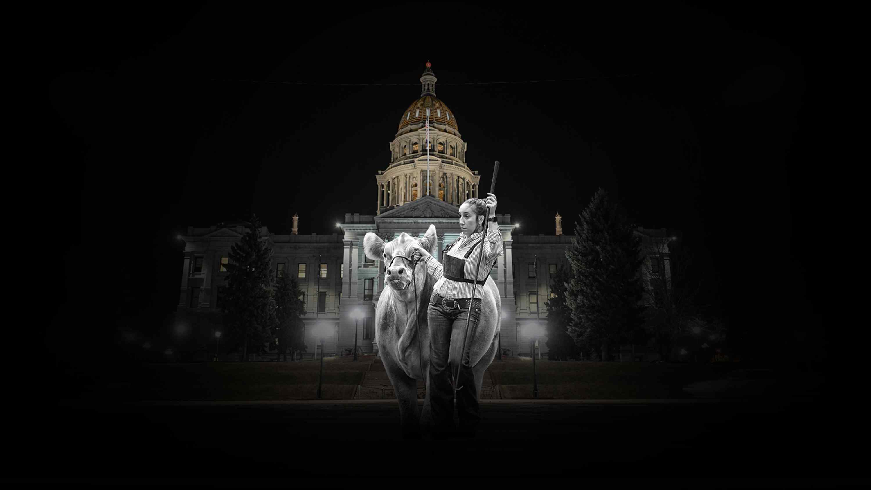 Denver Steer Sells for $155,000